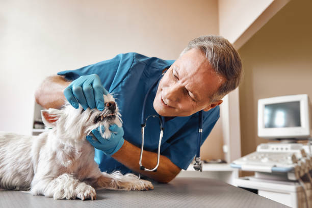 Best Emergency Wisdom Teeth Removal in North Pekin, IL
